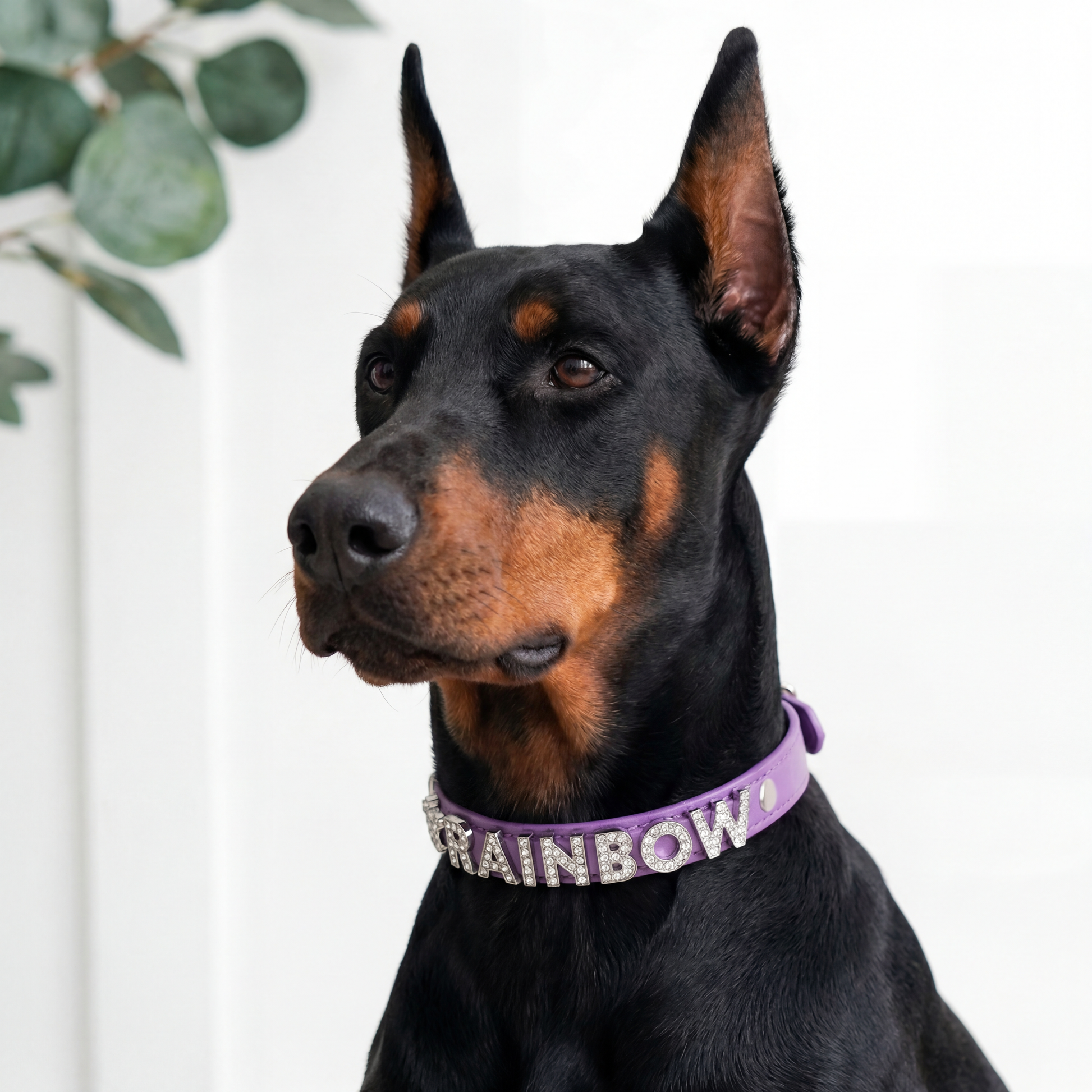 Custom pet diy name collar personalized design