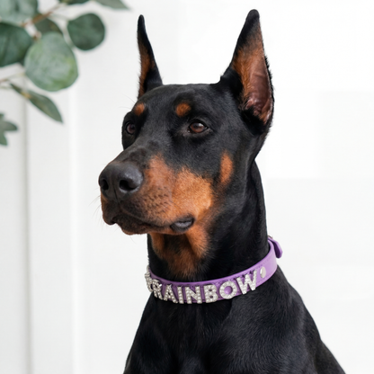 Custom pet diy name collar personalized design