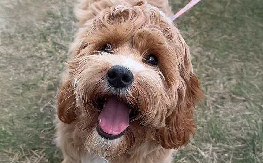 Before and after comparison of custom pet embroidery - real dog photo transformed into detailed embroidered portrait