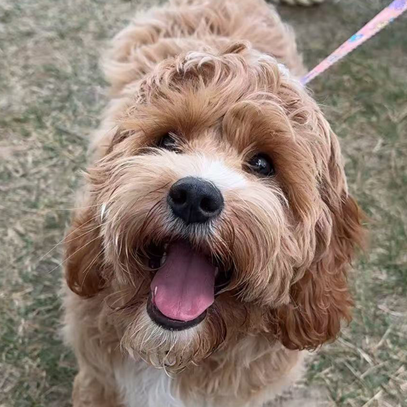 How custom pet embroidery works - 4 simple steps from photo upload to hand-drawn portrait, embroidery and delivery