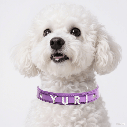 DIY pet name collar on dog with custom chrome letters